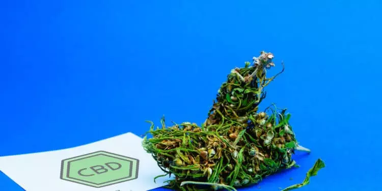 Medical cannabis concept. Flowers buds of marijuana and paper sheet with sign about legality. CBD or THC cannabis.