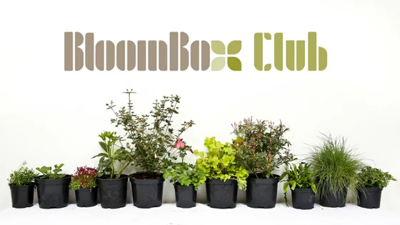 Bloombox Club avis