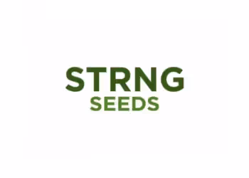 STRNG Seeds Avis